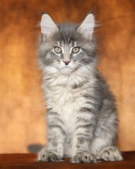 maine coon adopcion|Maine Coon Adoption in Virginia: Maine Coon Kittens for Sale in ...